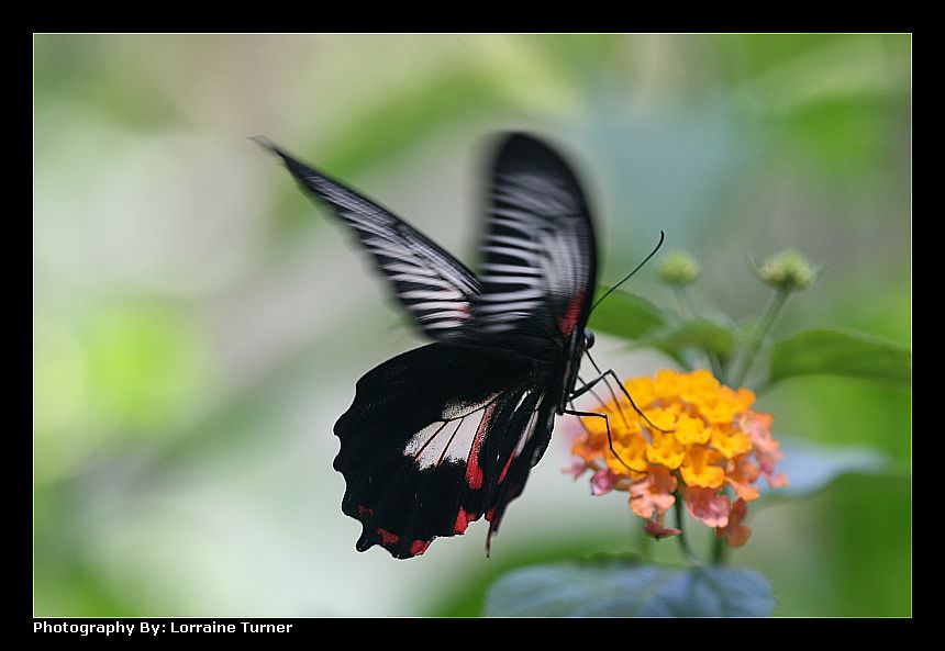 photo "***" tags: nature, macro and close-up, 