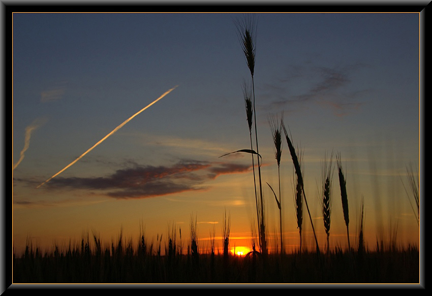 photo "***" tags: landscape, nature, flowers, sunset