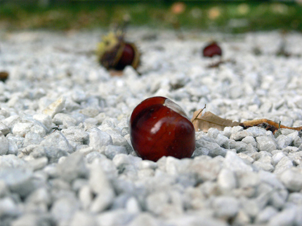 photo "fall mood" tags: landscape, macro and close-up, autumn