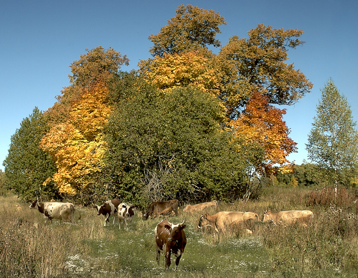 photo "The herd" tags: landscape, autumn