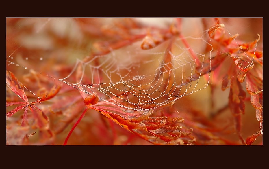 фото "Осеннее настроение" метки: макро и крупный план, природа, цветы