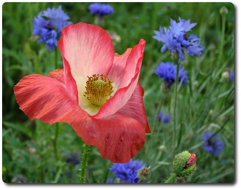 photo "Poppy" tags: nature, macro and close-up, flowers