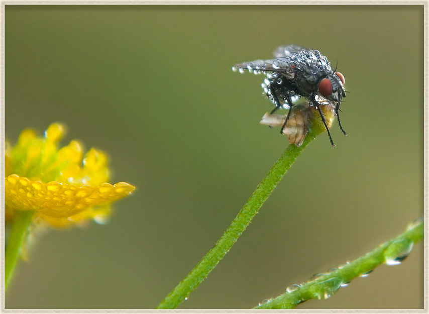 фото "В бриллиантах...  :)" метки: природа, макро и крупный план, насекомое