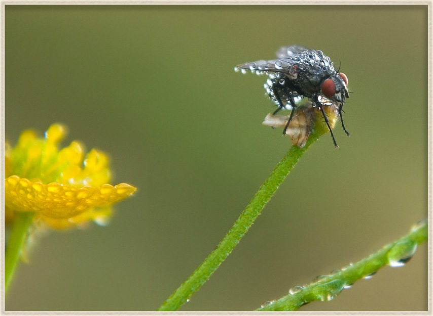 photo "In drops of water" tags: nature, macro and close-up, insect