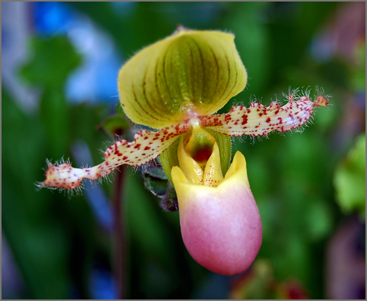 photo "Into my arms" tags: macro and close-up, nature, flowers