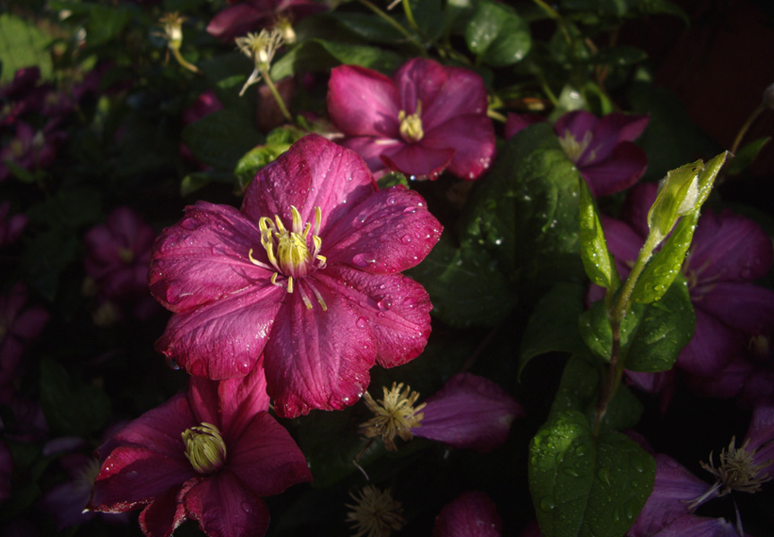 photo "***" tags: landscape, nature, flowers, summer