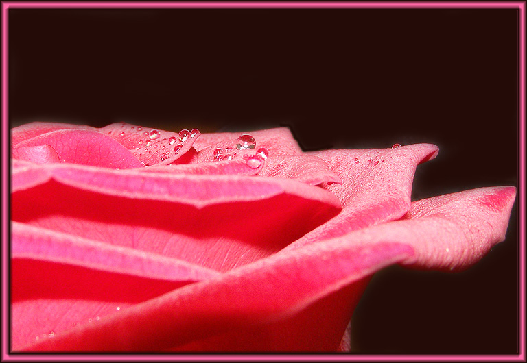 photo "The Rose" tags: nature, macro and close-up, flowers