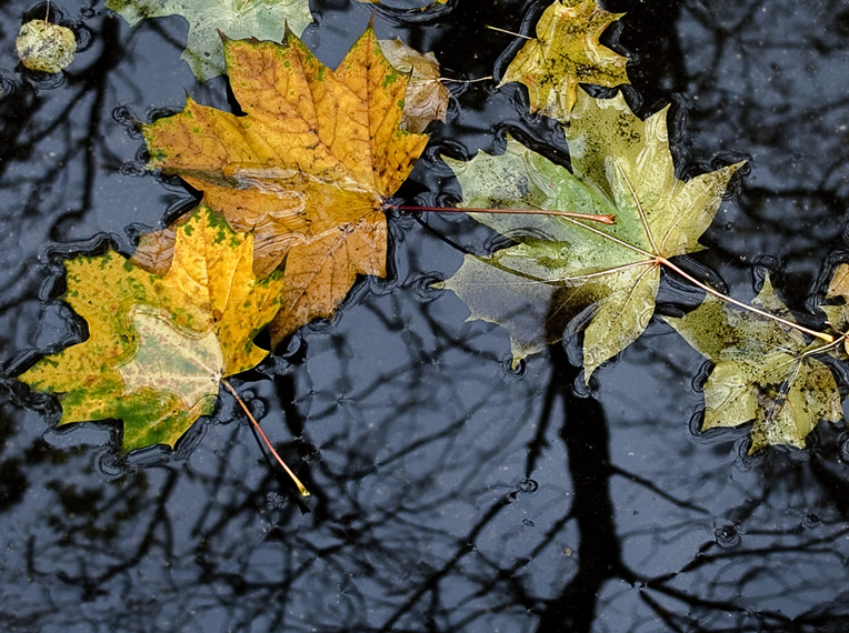 фото "Осенняя лужа" метки: природа, макро и крупный план, 