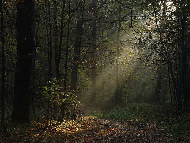 фото "И снова осень." метки: пейзаж, лес, осень