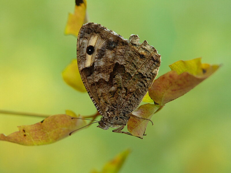 photo "***" tags: macro and close-up, 