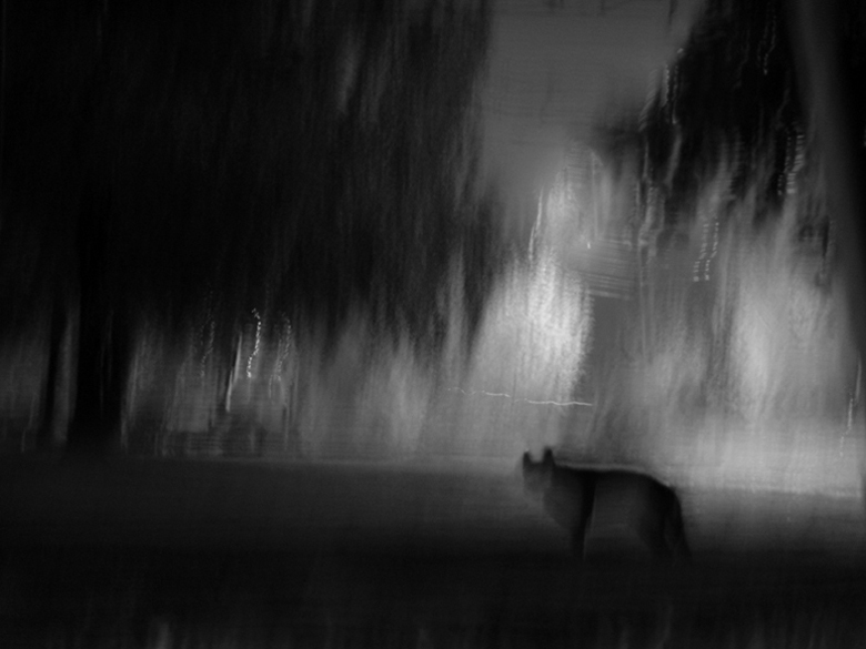 photo "***" tags: genre, black&white, 