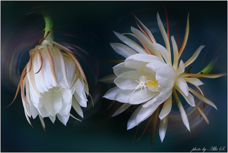 photo "***" tags: nature, flowers