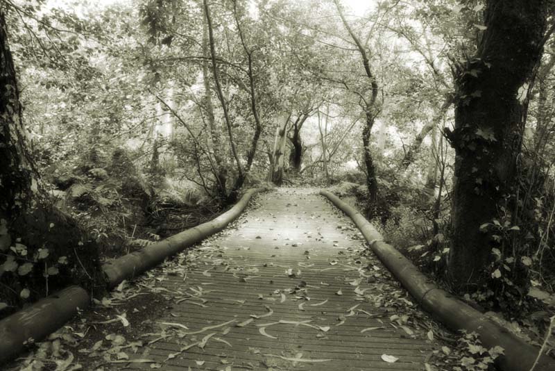 photo "Imaginary World" tags: nature, 