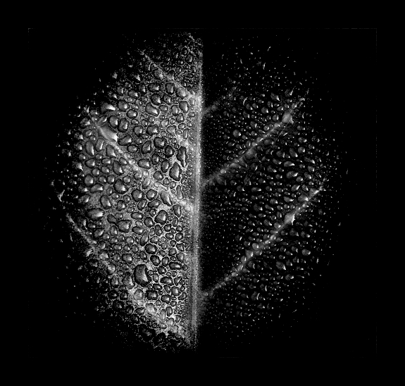 фото "Мокрый лист" метки: природа, черно-белые, цветы