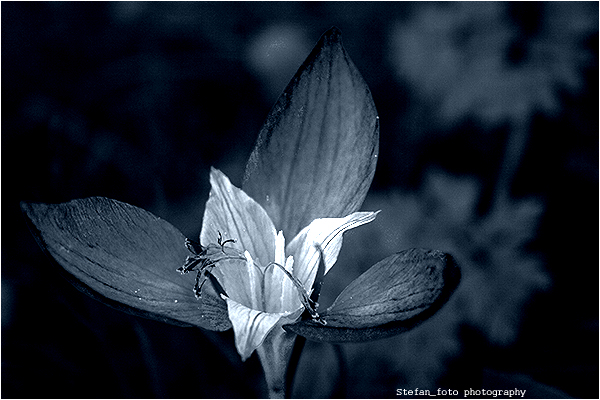 photo "..." tags: nature, still life, flowers