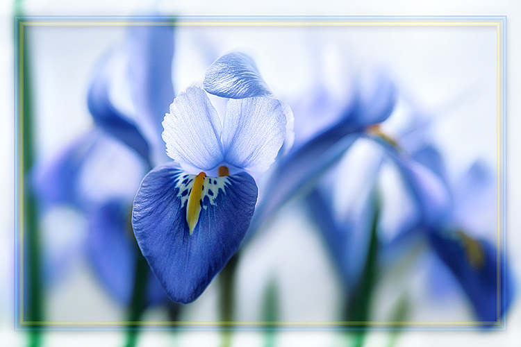 photo "***" tags: nature, macro and close-up, flowers