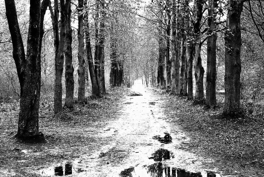 photo "Graphic works" tags: black&white, landscape, forest
