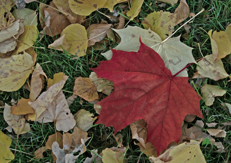 photo "***" tags: landscape, nature, autumn