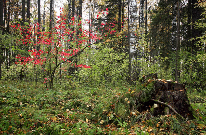 photo "***" tags: landscape, forest