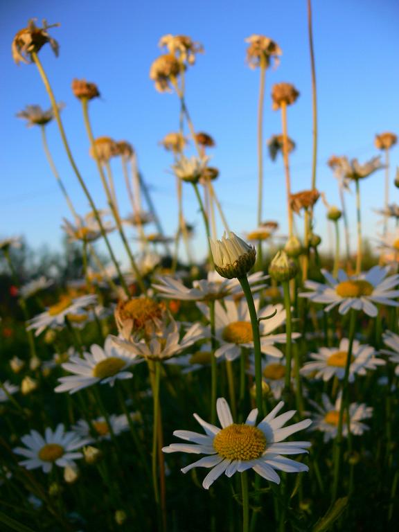 photo "***" tags: nature, flowers