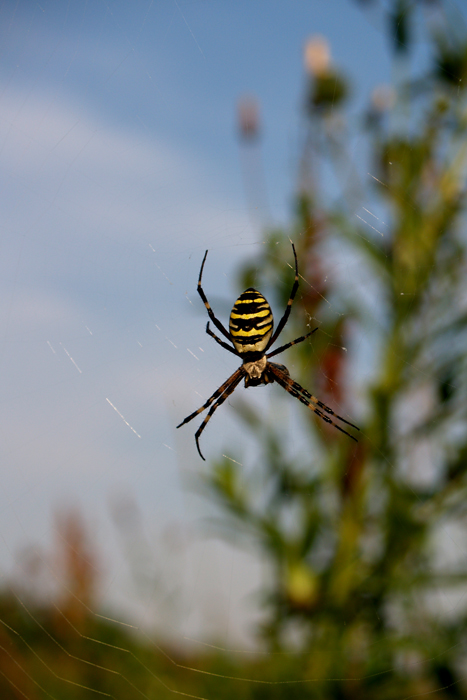 фото "Yellow Spider" метки: природа, насекомое