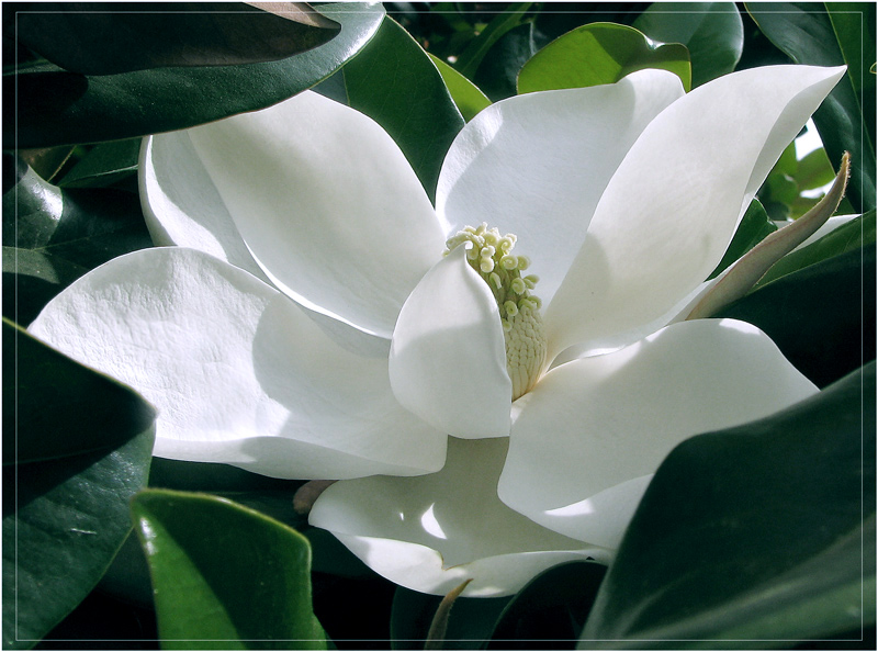 photo "The  Queen. Snow melody," tags: nature, macro and close-up, flowers