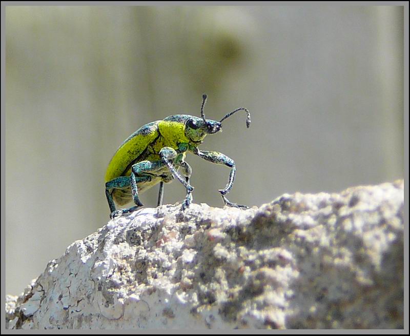 photo "***" tags: nature, macro and close-up, insect