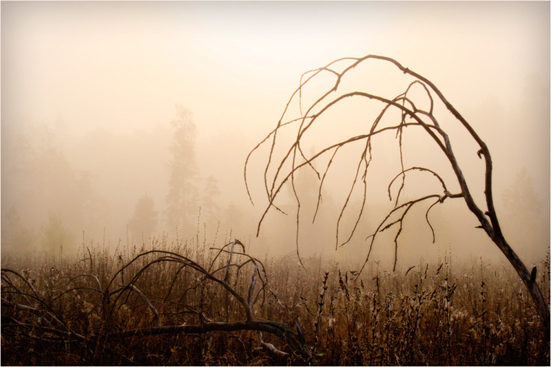 photo "Old forest" tags: landscape, 