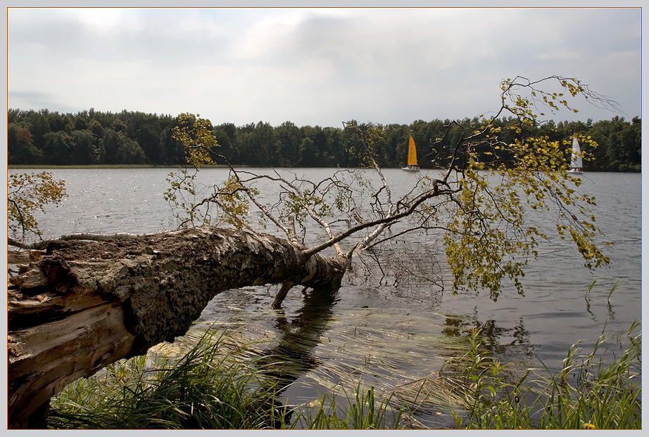 photo "Autumn leaf." tags: landscape, autumn, water