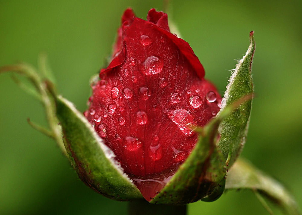 photo "A rose with tears for you..." tags: nature, flowers