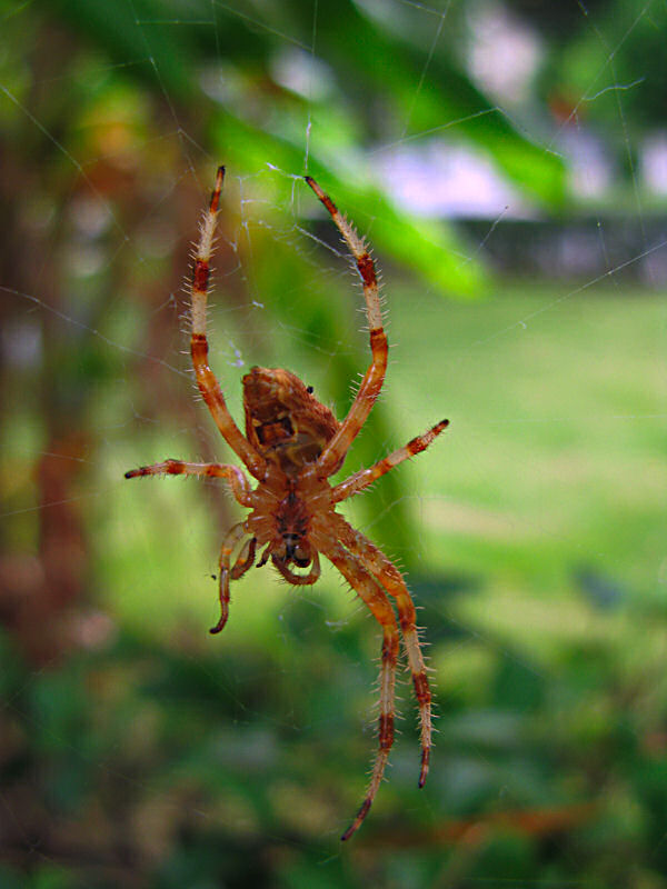 photo "The spider" tags: nature, insect