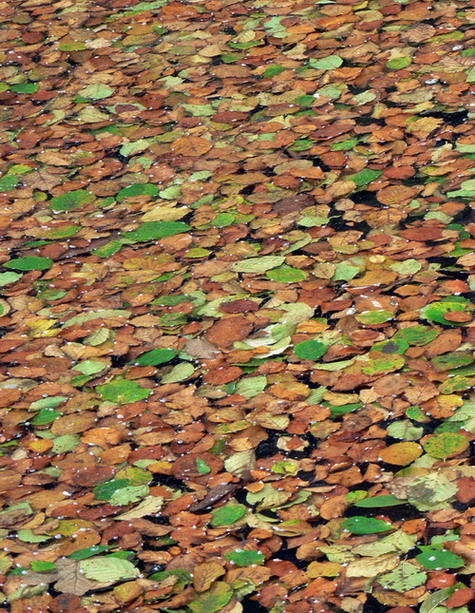 photo "Sheet yellow" tags: landscape, travel, Europe, autumn