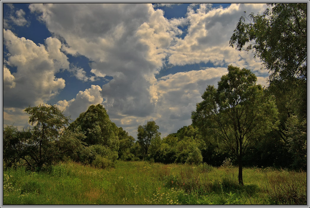 photo "impassibility" tags: landscape, forest