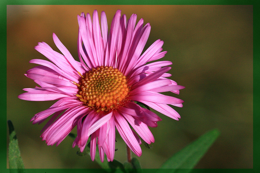 фото "Daisywheel" метки: макро и крупный план, природа, цветы