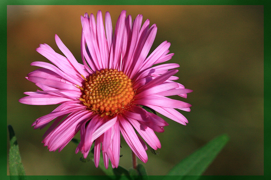 photo "***" tags: macro and close-up, nature, flowers