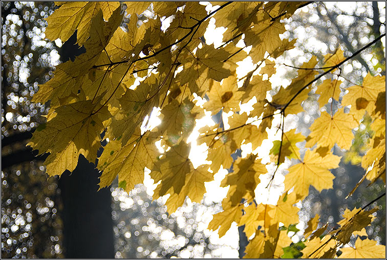 photo "Autumn at Tsaritsyno Park - 2" tags: landscape, nature, autumn
