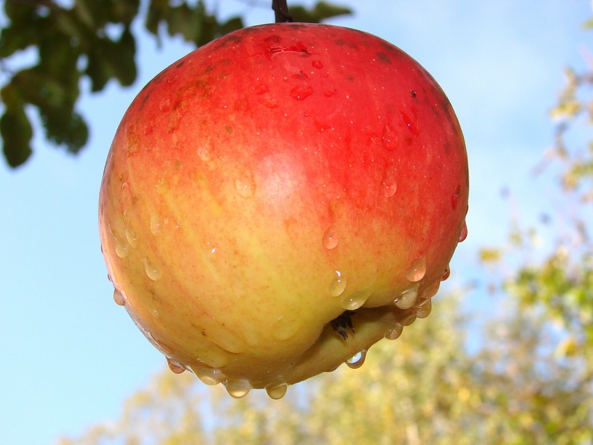 фото "Осеннее яблочко" метки: макро и крупный план, 