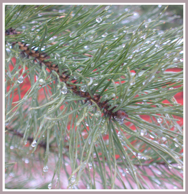 photo "Drops" tags: landscape, nature, winter