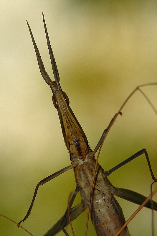 photo "***" tags: macro and close-up, 