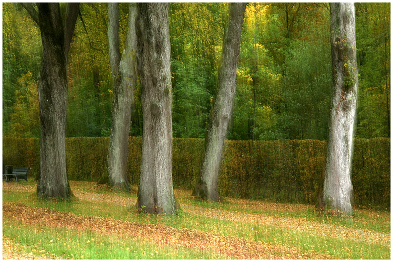 photo "Autumn fall" tags: landscape, autumn, forest