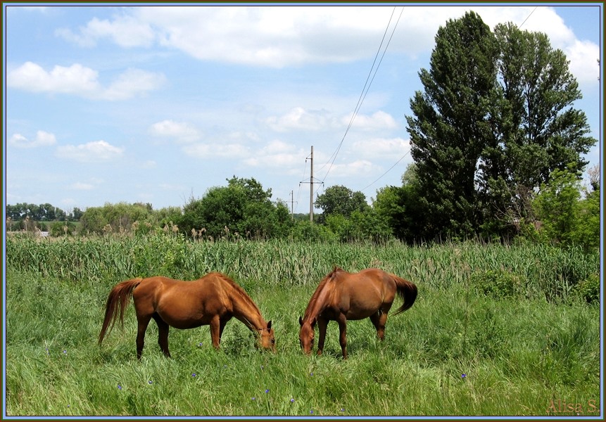 photo "Будущие мамочки." tags: nature, pets/farm animals