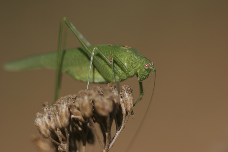 photo "***" tags: macro and close-up, nature, insect