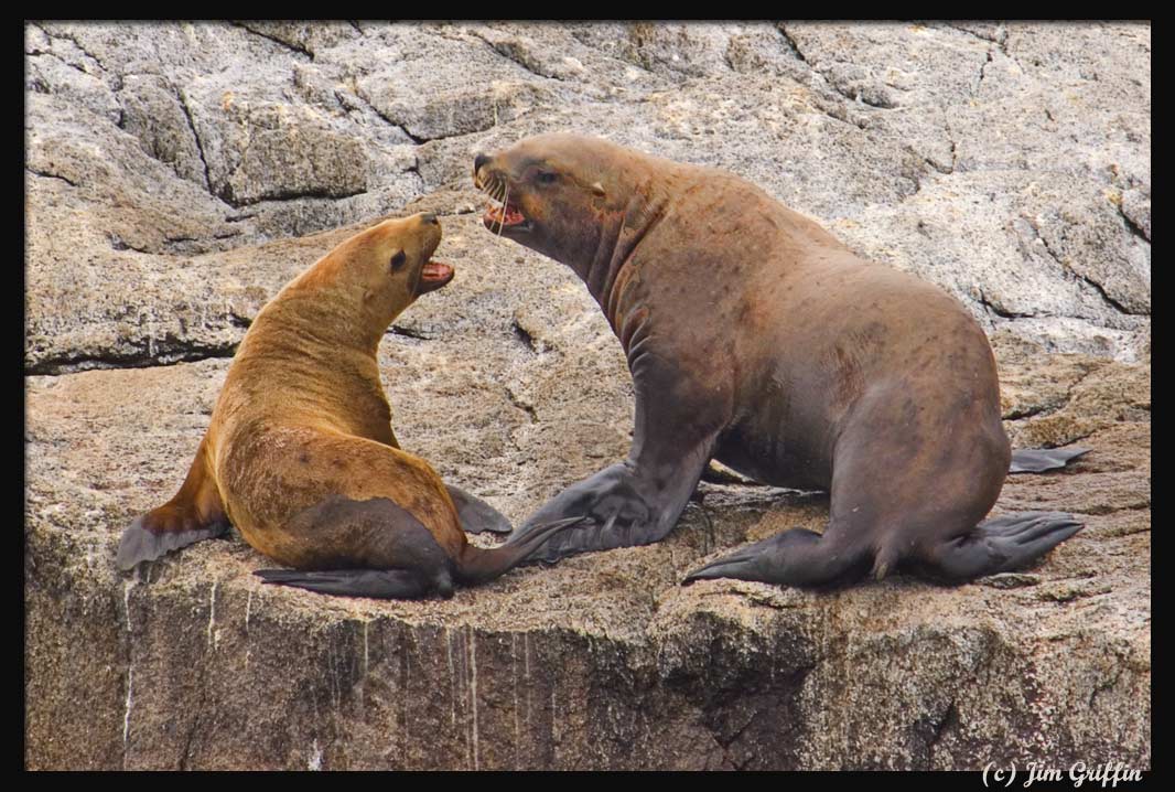 фото "the lovey dovey seals" метки: природа, дикие животные