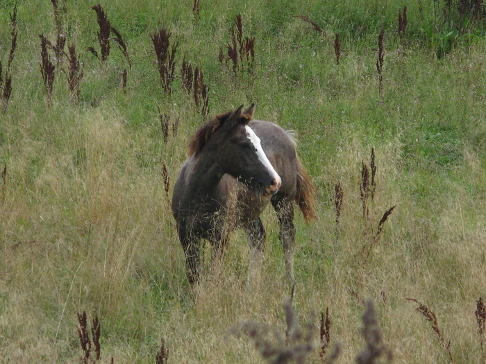 photo "***" tags: nature, pets/farm animals