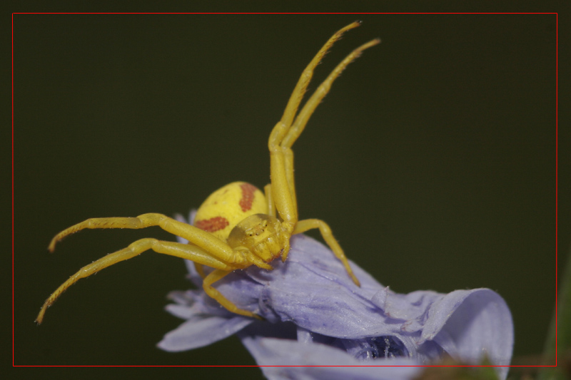 photo "***" tags: macro and close-up, nature, insect