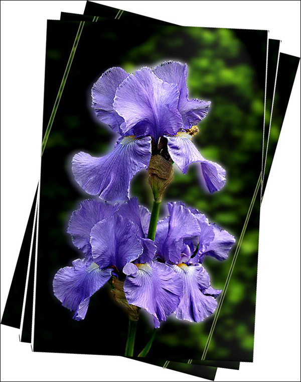 photo "* Iris *" tags: nature, flowers