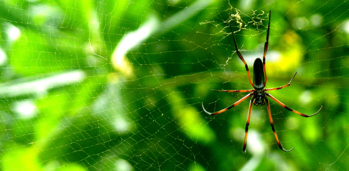 photo "***" tags: nature, macro and close-up, insect