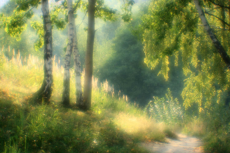 фото "На исходе летнего дня" метки: пейзаж, лес, лето