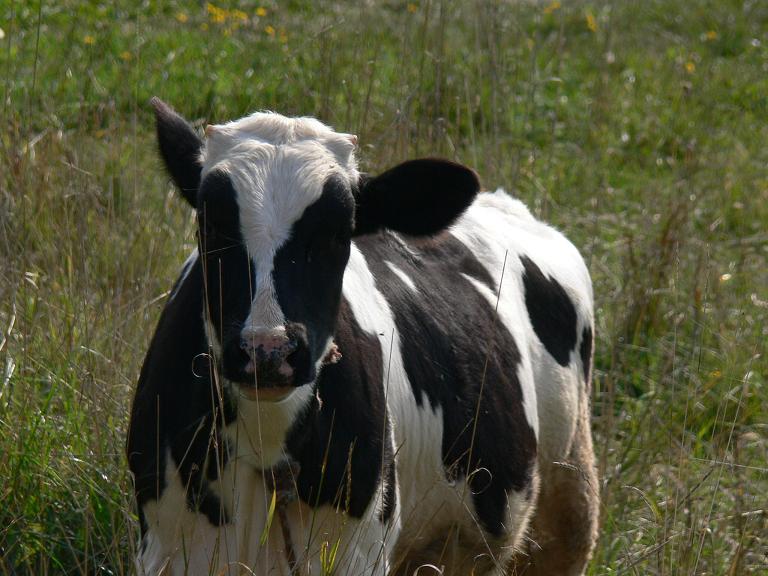 photo "***" tags: nature, pets/farm animals