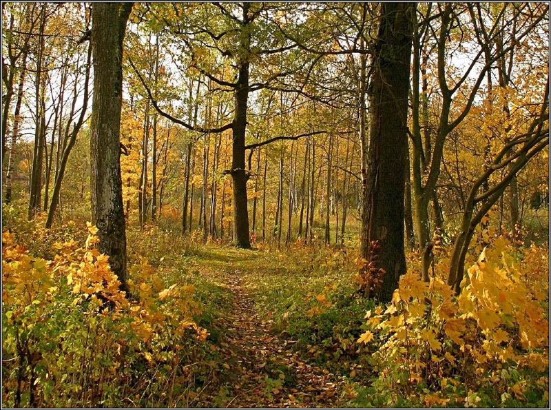 photo "Invitation to rest in the autumn ...." tags: landscape, autumn, forest